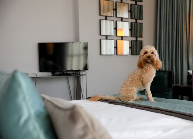 12 Fitzwilliam Hotel Belfast Dog Friendly (1)