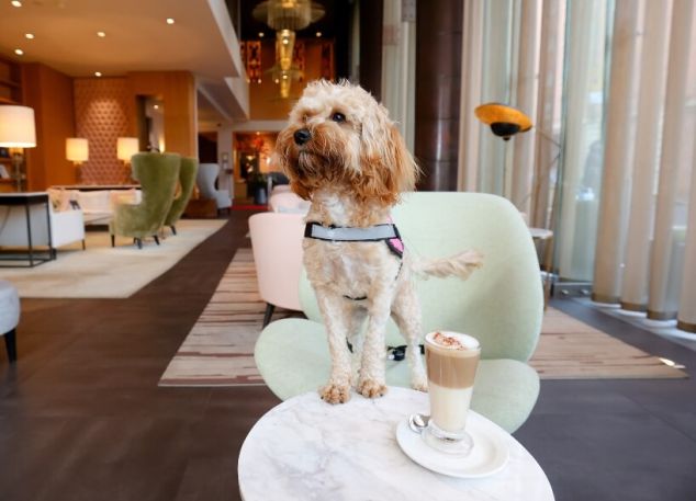 5 Fitzwilliam Hotel Belfast Dog Friendly (1)