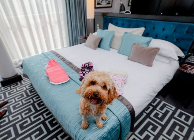 8 Fitzwilliam Hotel Belfast Dog Friendly (1)